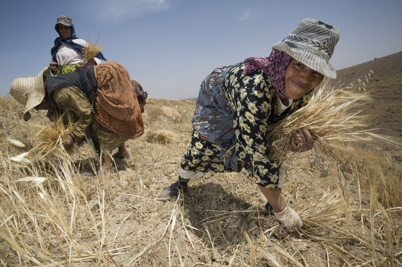 Women harvesting wheat in Morocco