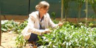 MCC Resident Country Director for Niger Kristin Penn examines a cowpea plant in Niamey. In July 2016, MCC and Niger signed a $437 million compact to bolster the country’s agricultural sector, in part, by increasing the regional competitiveness of cowpea and other key agricultural commodities. Photo credit: U.S. Embassy in Niger