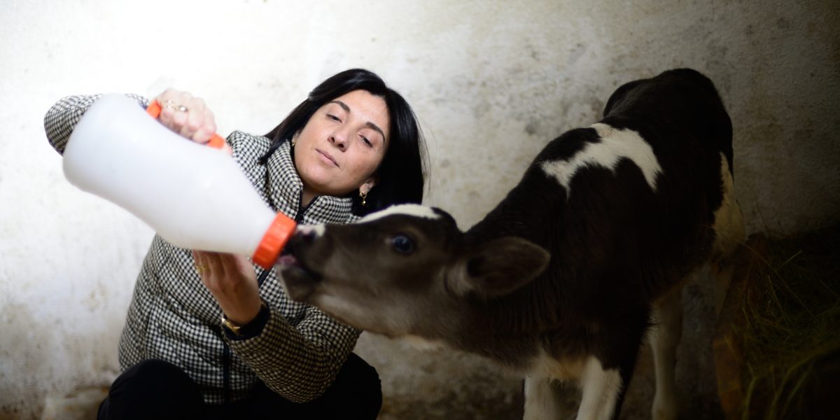 Photo of Nino Zambakhidze, MCC beneficiary from the MCC Georgia Compact, feeding a calf from a bottle on her dairy farm.