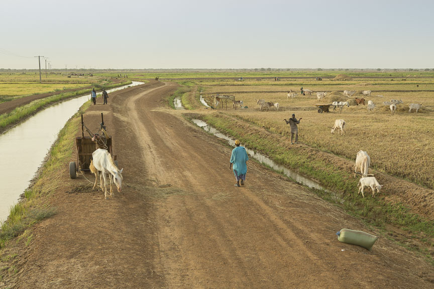 Livestock graze in the Ngalenka Perimeter, an irrigated perimeter in northern Senegal.