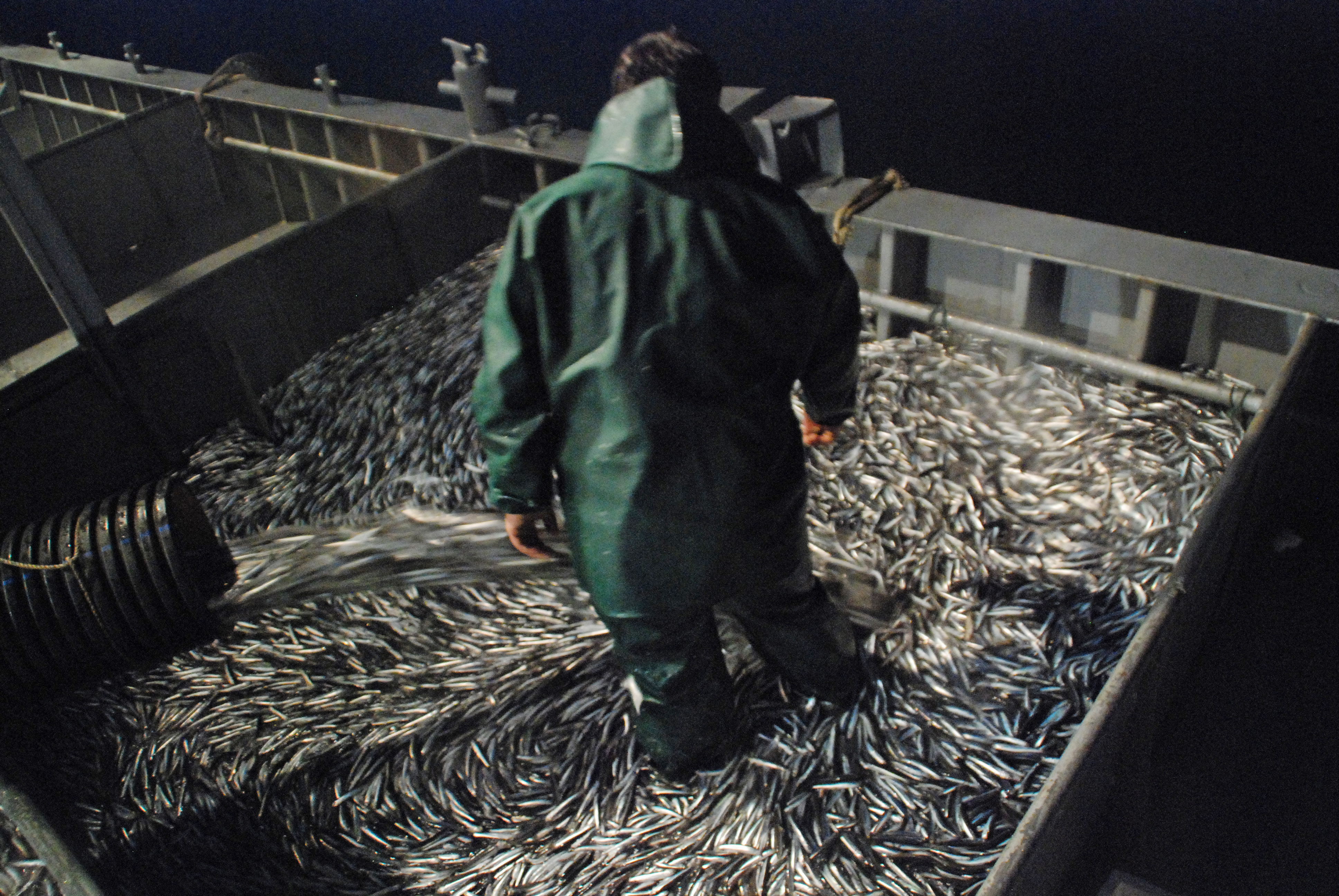 Man standing in container of anchovy in processing plant