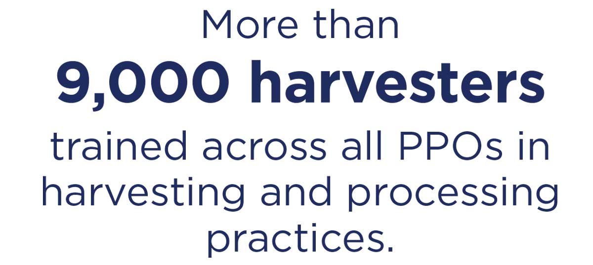 More than 9,000 harvesters trained across all PPOs in harvesting and processing practices.