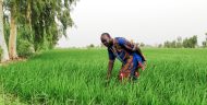 Burkinabe man in field
