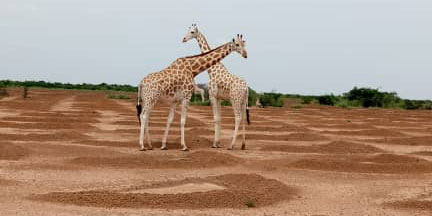 Two giraffes standing among semicircle ditches for the collection of rainwater.