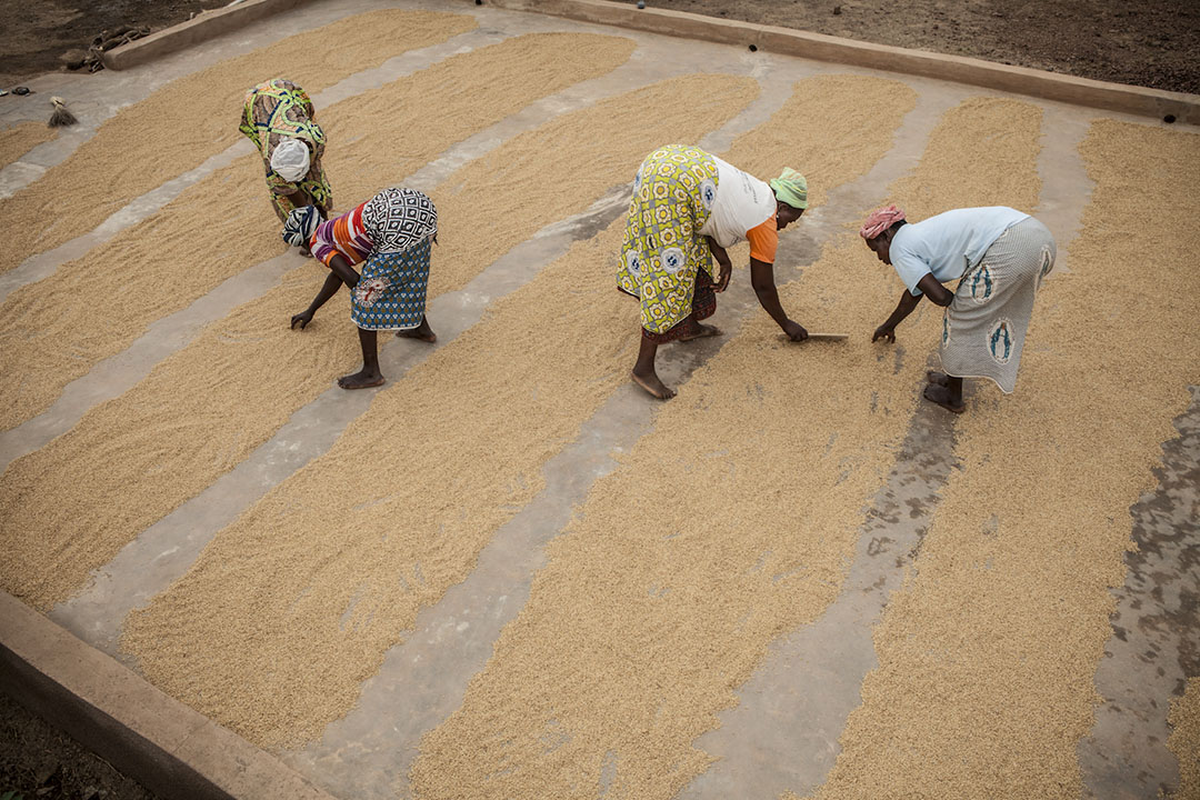 women sorting grain