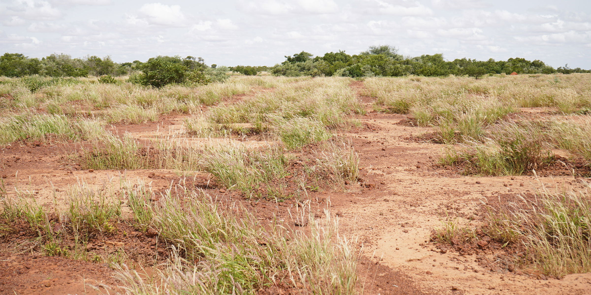 Demi lunes on farm land in Niger