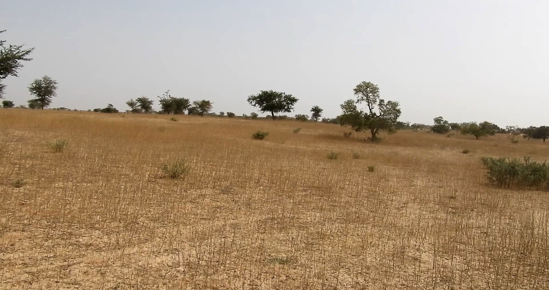 Dry grazing lands in Niger