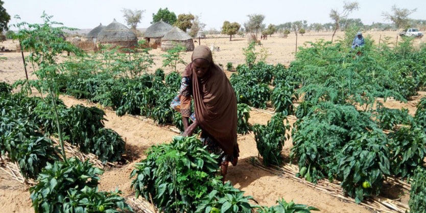 Woman farming crops in a field in Niger