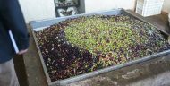 Area for loading olives into the crushing machine at an olive oil processing unit supported by the Catalyst Fund.