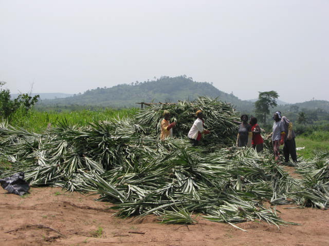 farmers with large pile of pineapple plants
