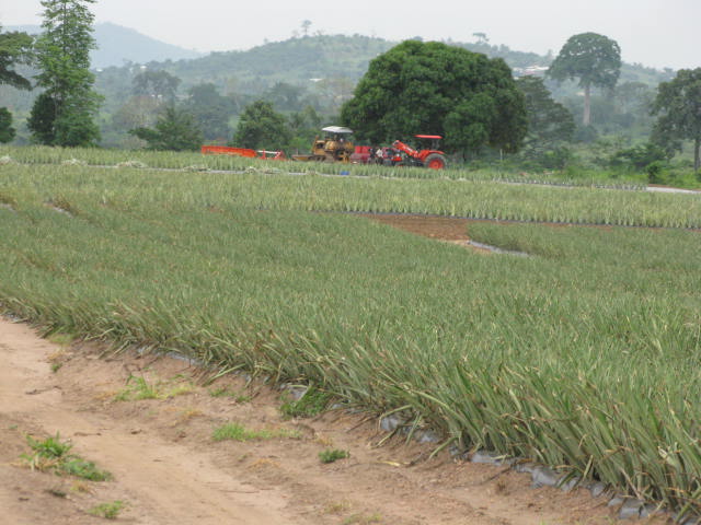 tractors in distance of pineapple field