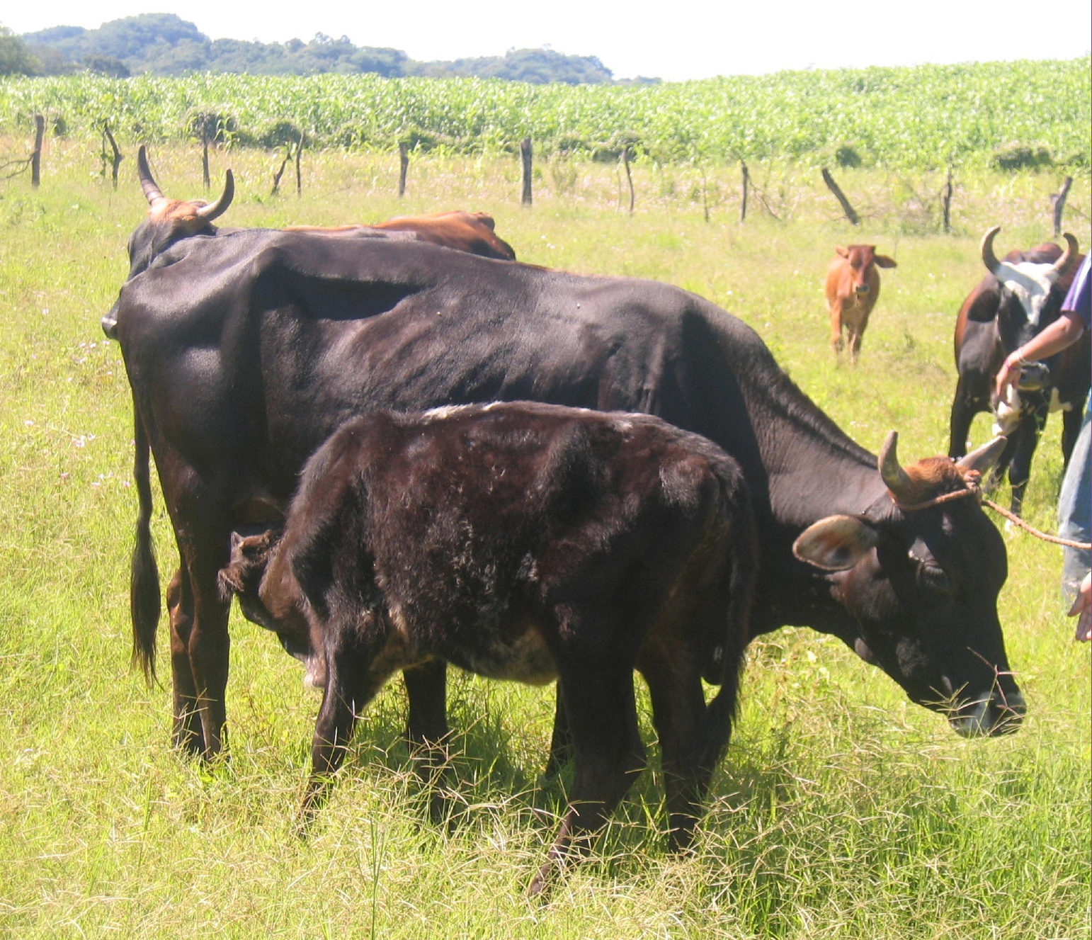 cows grazing in field that received proejct assistance