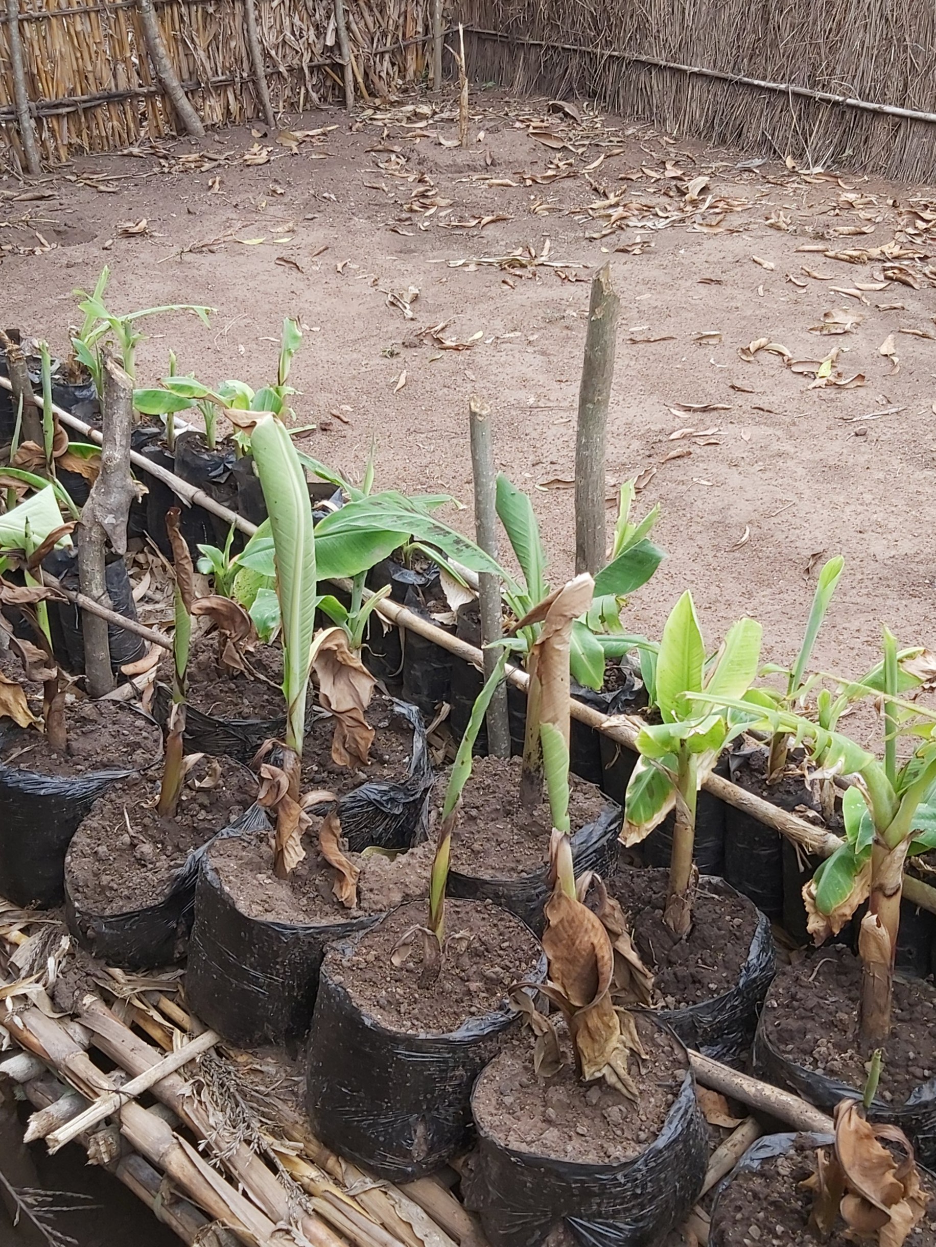 Banana seedlings in pots waiting to be planted where the implementer conducted activities.