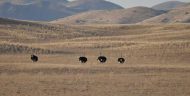 Four ostriches stand in a savanna