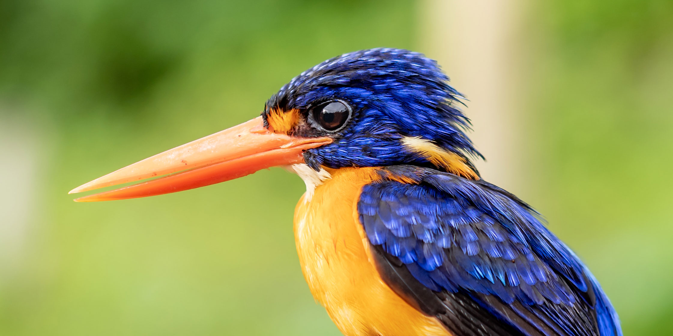 Variable dwarf Kingfisher