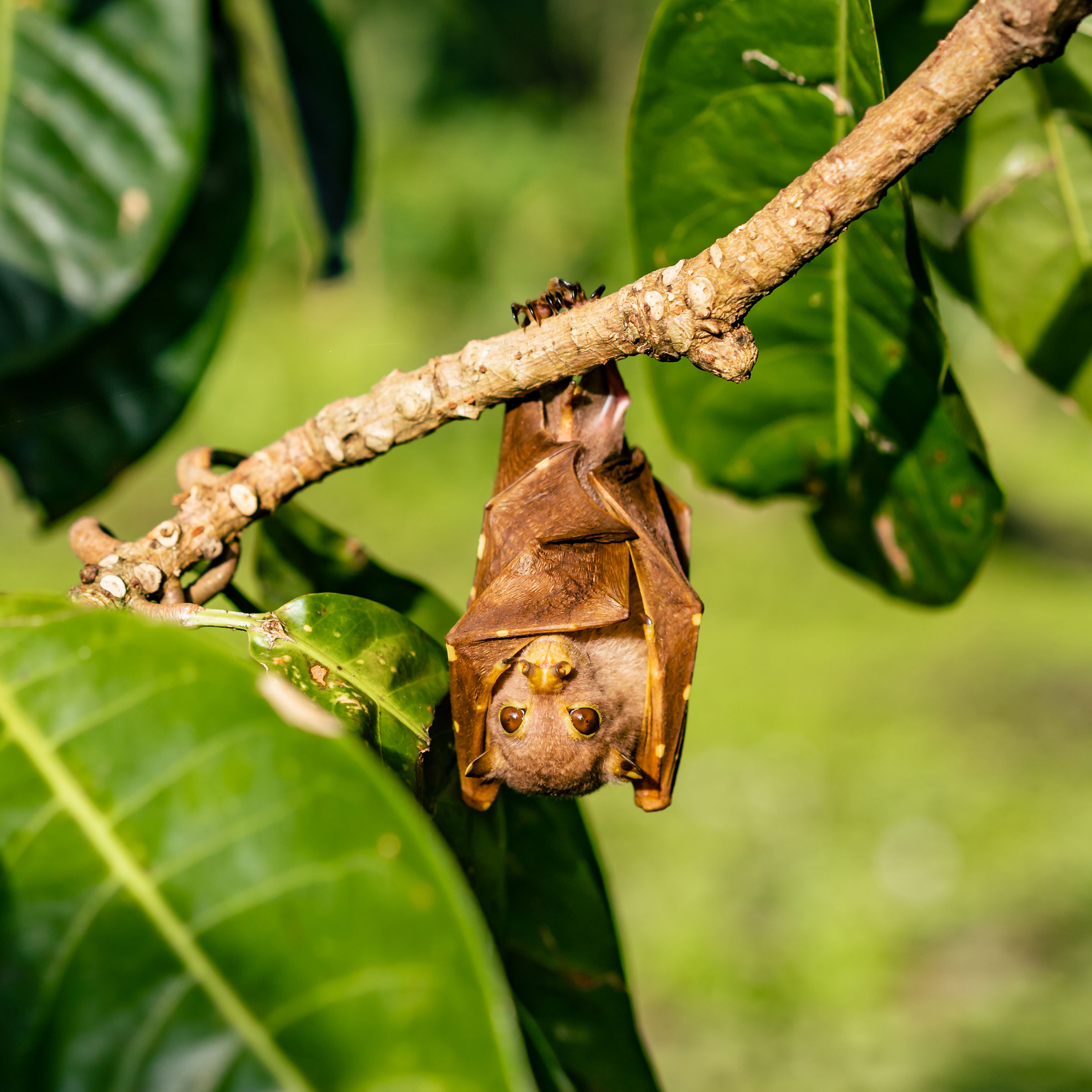 Umboi tube-nosed bat