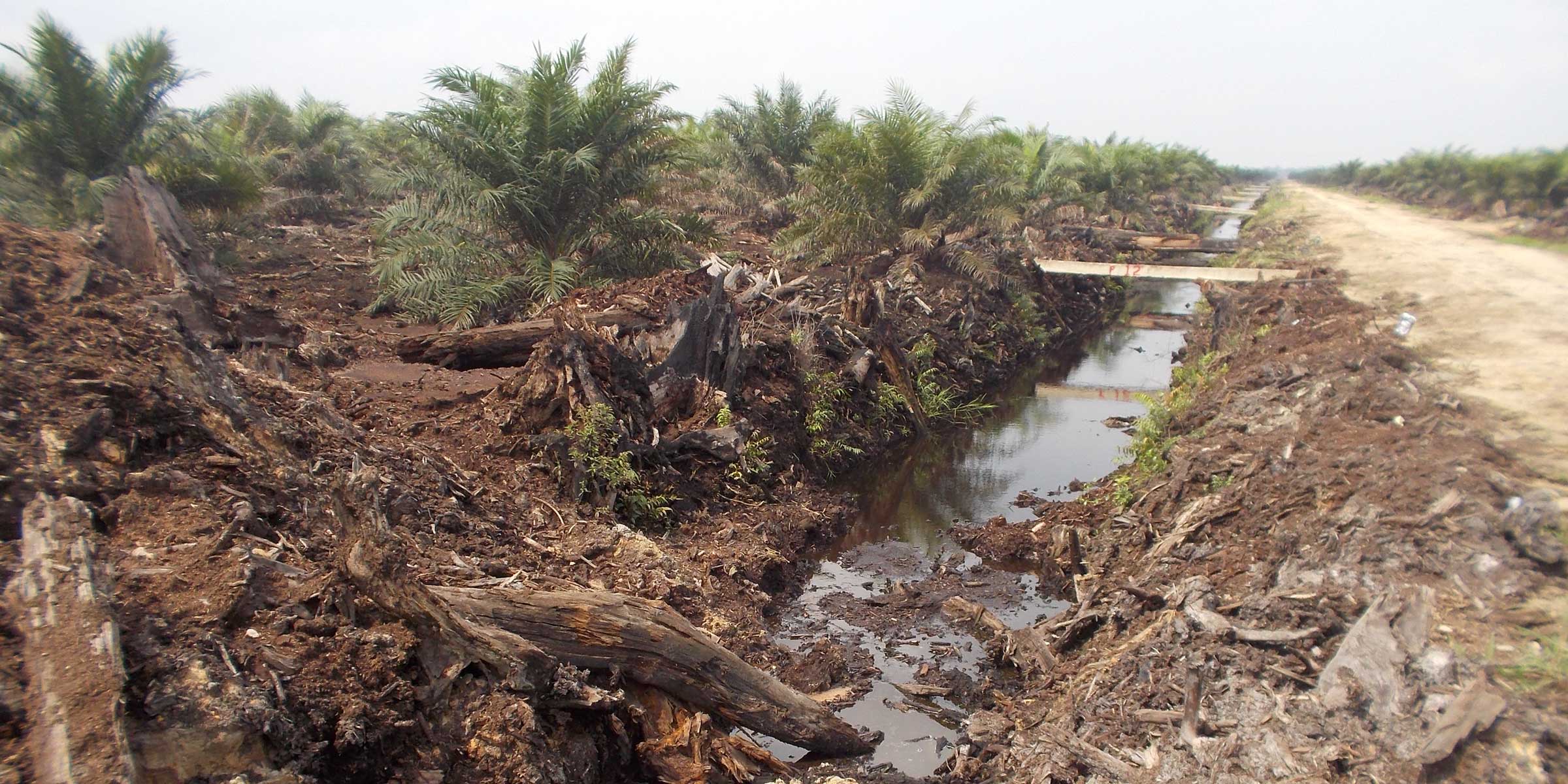 Promoting Peatland Management in Indonesia