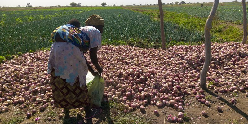 Woman harvesting onions on the Di Perimeter