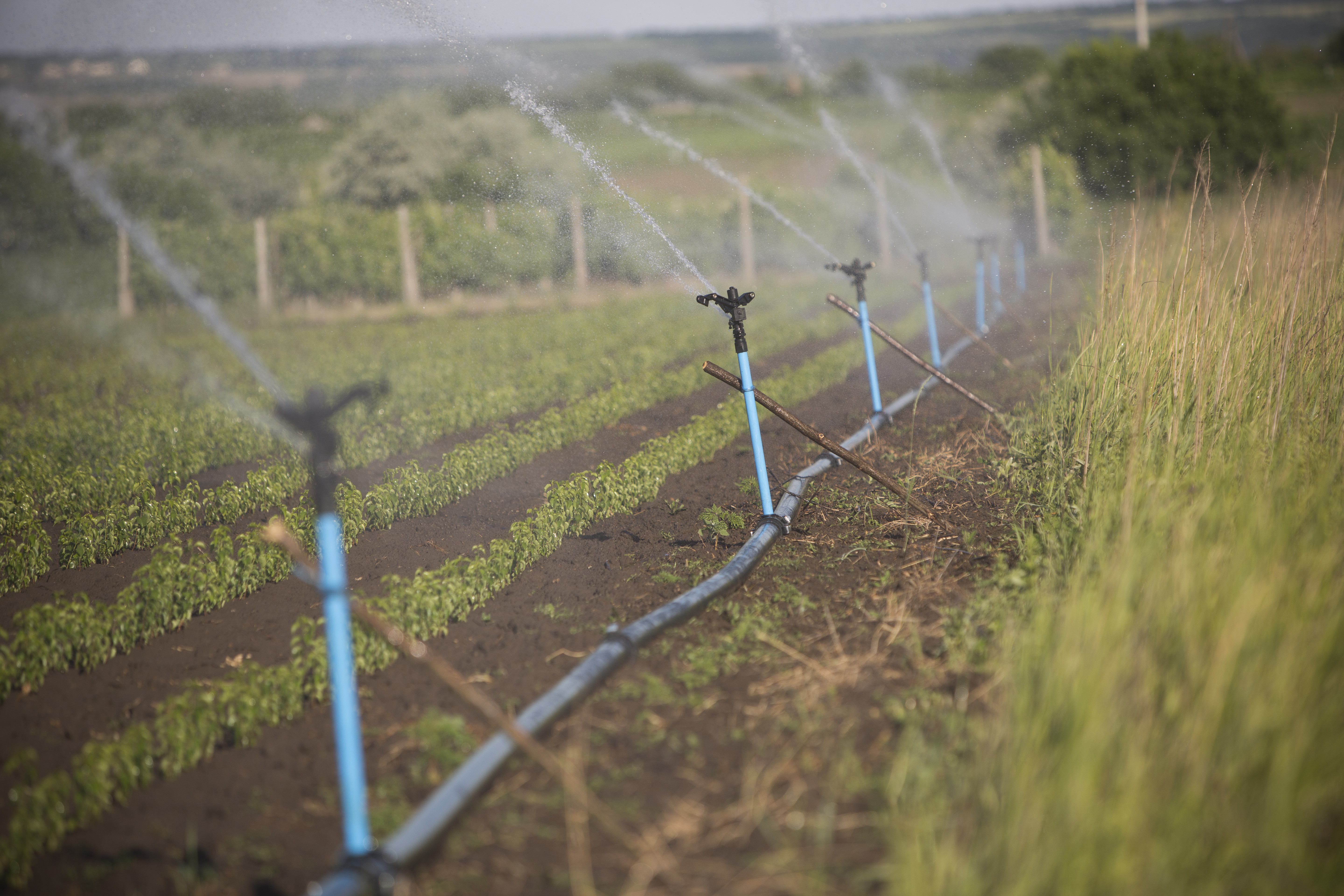 MCC's five-year, $262 million compact with Moldova helped organize water users associations that manage modern irrigation systems, supporting the production of high-value agricultural products.