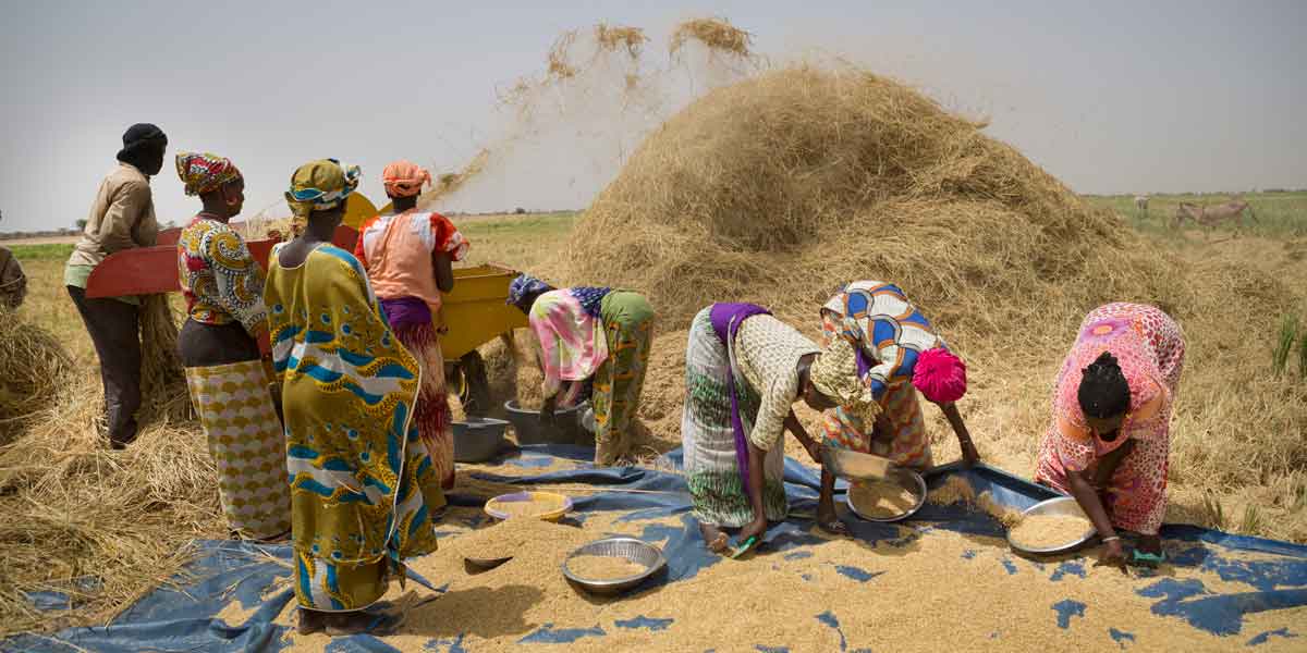 Photo: Senegalese women of the Namodiral women's group in Podor Department, northern Senegal, winnow rice in the new irrigated Ngalenka perimeter. The women received land titles for the first time under MCC’s Senegal Compact.