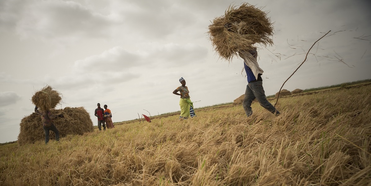 Farmers harvest rice on a family plot in the Senegal River Delta, where MCC installed new and rehabilitated existing irrigation infrastructure as part of the $540 million Senegal Compact, completed in 2015.   